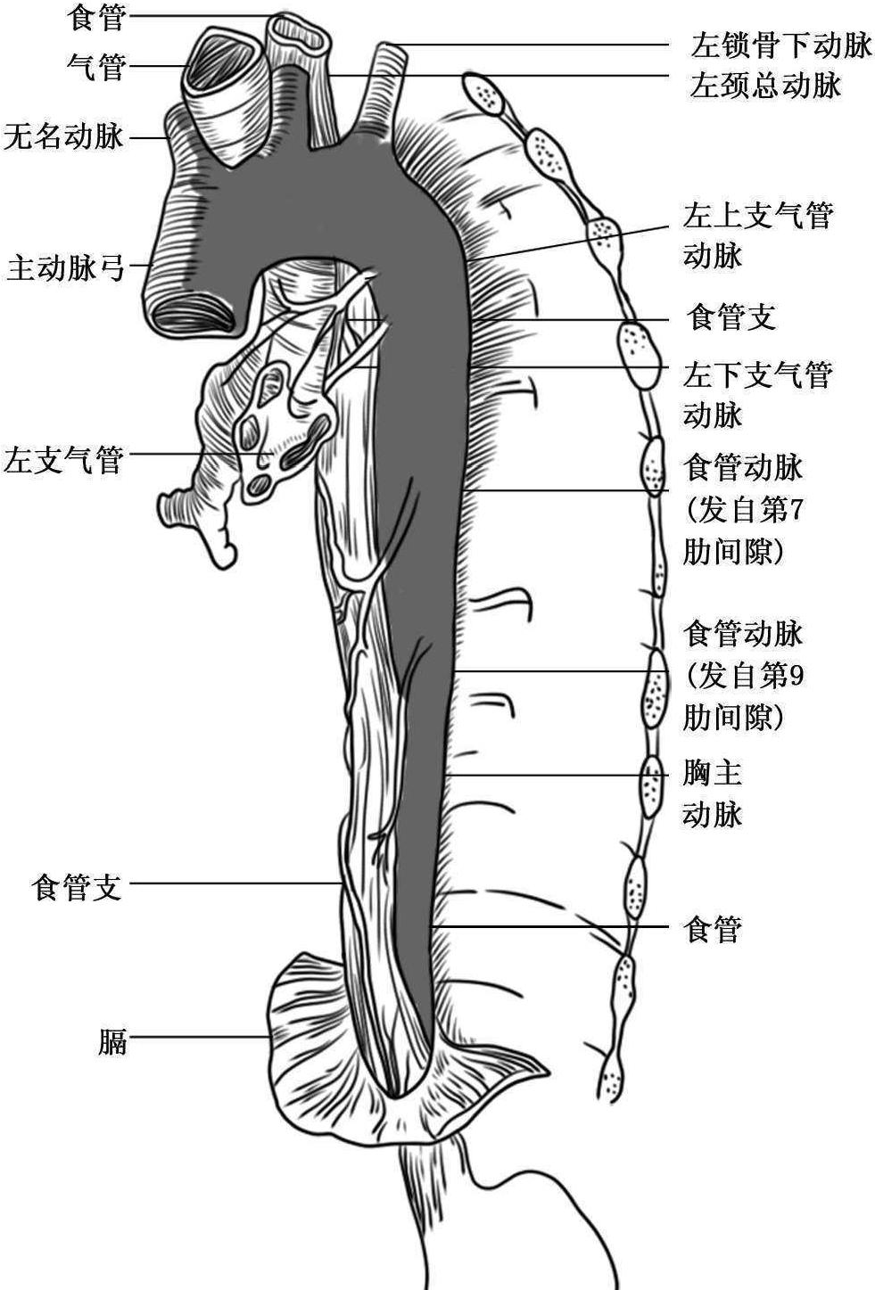 三、血液供應(yīng)